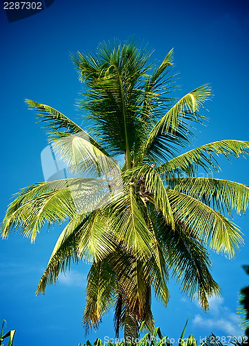 Image of Palm Tree