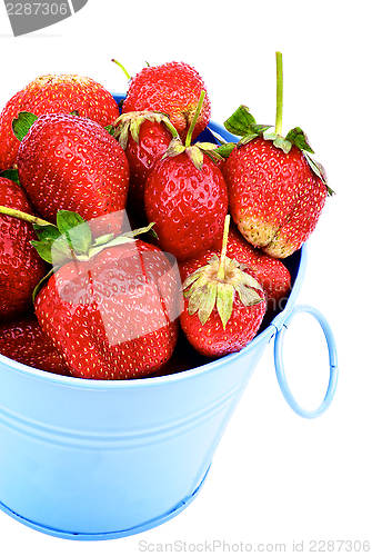 Image of Strawberries in Blue Bucket