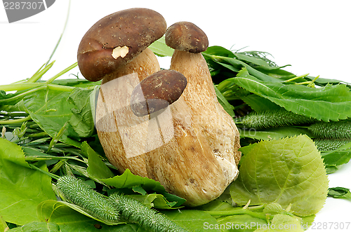 Image of Porcini Mushrooms