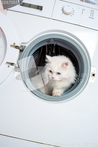 Image of washing machine and cat