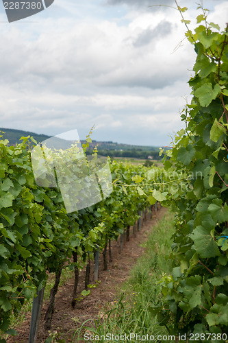 Image of Alsace landscape and vinewyard