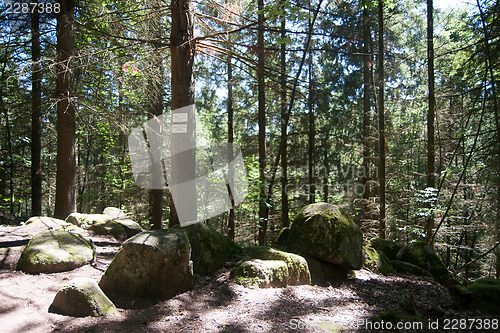 Image of Hiking in forest