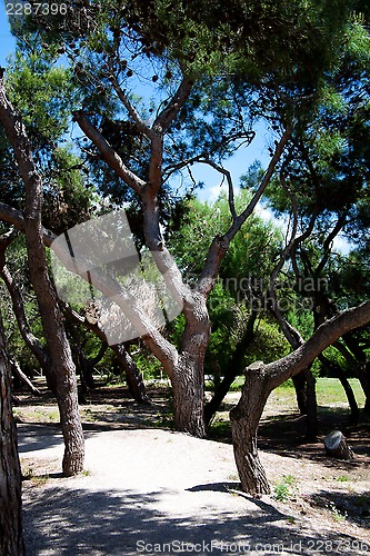 Image of Pine forest