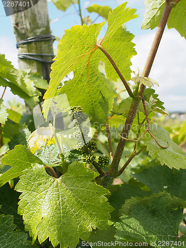 Image of White chenin wine grape after blossoming, coteaux du layon, Fran