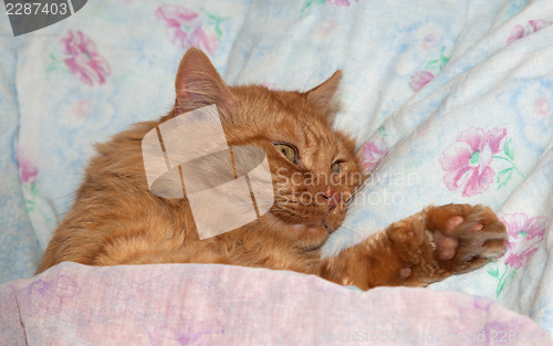 Image of Red cat sleeps in a crib as a man