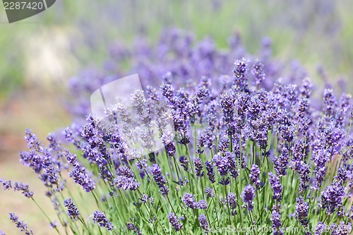 Image of lavender bushes