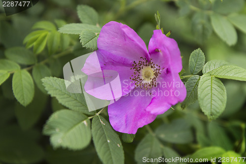 Image of Pink wild rose flower