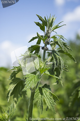 Image of Motherwort begins to bloom in June