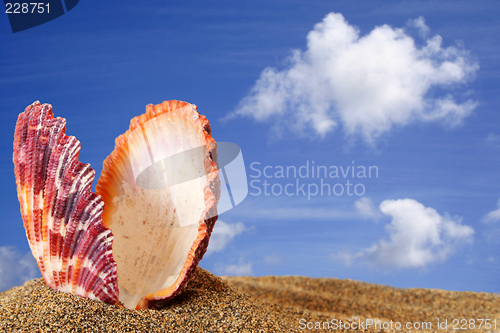 Image of Beach Scallop