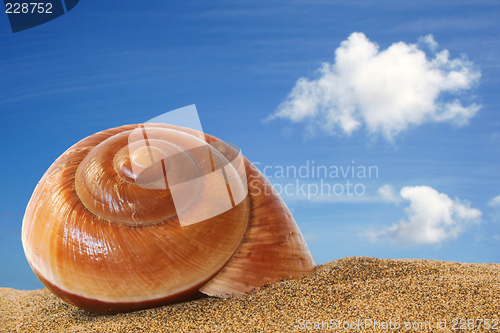 Image of Beached Seashell