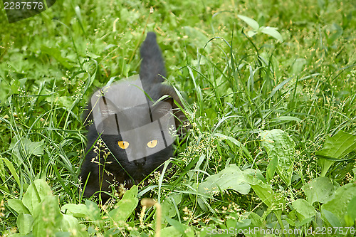 Image of Black cat in ambush outdoors