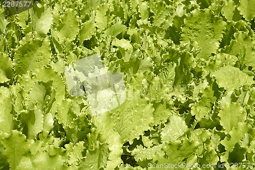 Image of Spinach leaves on the garden