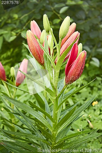 Image of Lily buds opened on flower bed
