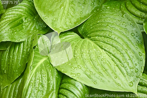 Image of Big leaves of Hosta with water drops