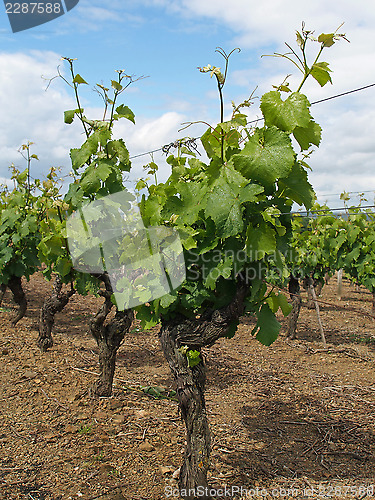 Image of White Chenin vineyard after blossoming, Layon, France