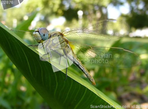 Image of Dragonfly