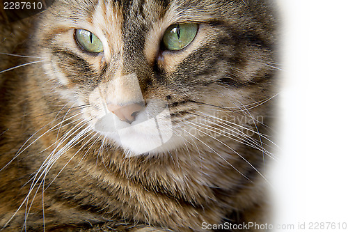 Image of cat