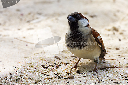 Image of black eye in sand belle mare mauritius