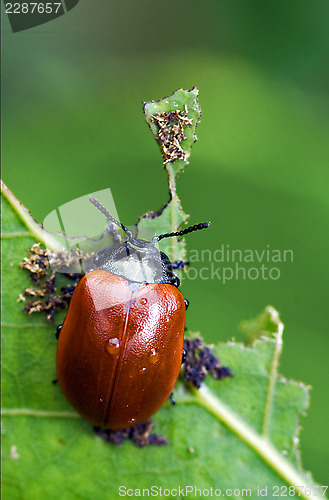 Image of red cercopidae  coccinellidae anatis ocellata coleoptera