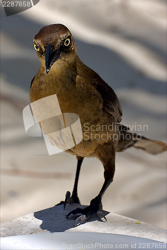 Image of  sparrow   in sand mexico  