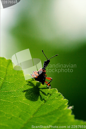 Image of the down of  wild red carabidae 