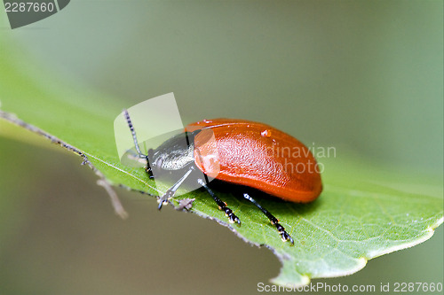 Image of wild red cercopidae vulnerata coccinellidae anatis ocellata