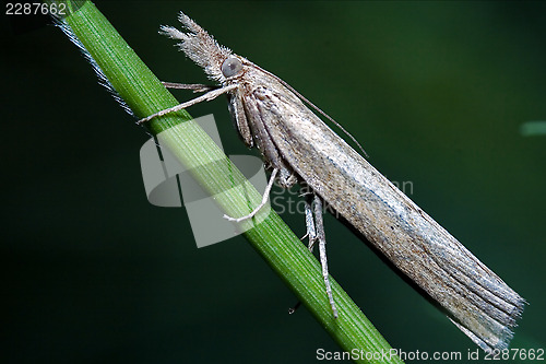 Image of grey white little  butterfly trichoptera 