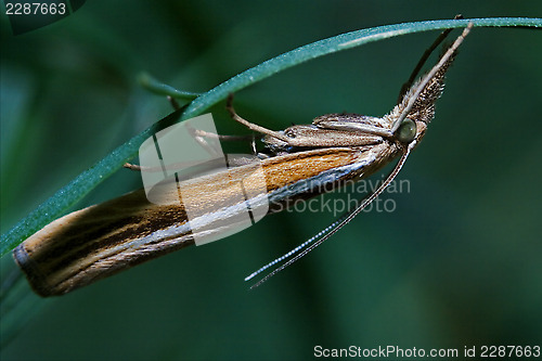 Image of orange butterfly trichoptera on a green