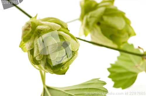 Image of Hop cone and leaves on white background 