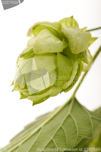 Image of Hop cone and leaves on white background 