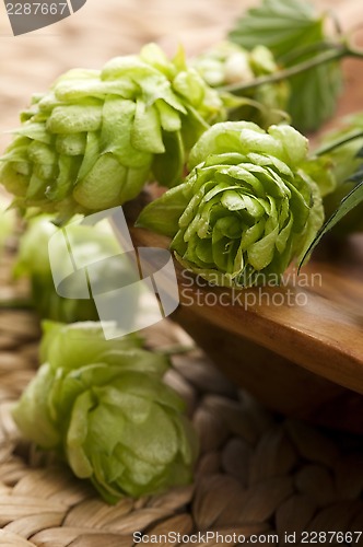 Image of Hop cone and leaves