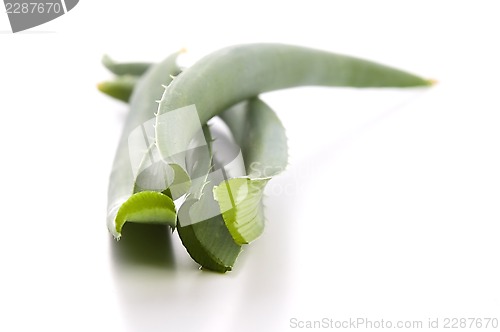 Image of Aloe vera - herbal medicine 