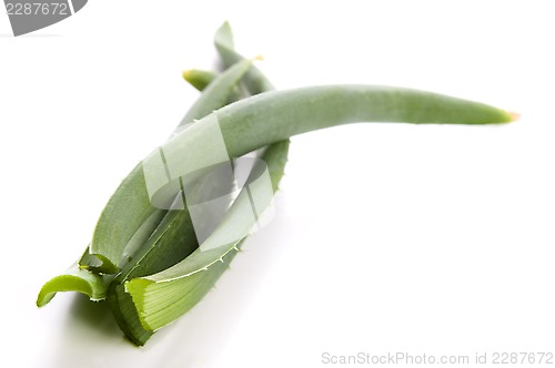 Image of Aloe vera - herbal medicine 