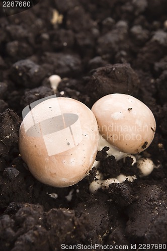 Image of growing mushrooms