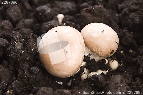 Image of growing mushrooms