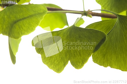 Image of Ginkgo biloba leaf isolated on white