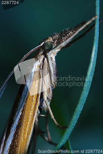 Image of  trichoptera on a green leaf