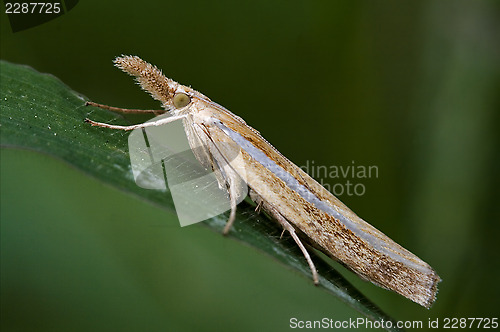 Image of  wild brown orange butterfly trichoptera 