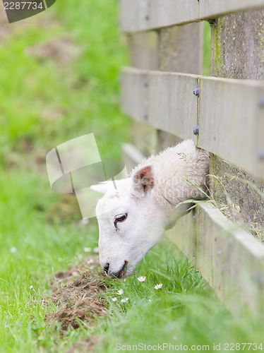 Image of Sheep eating