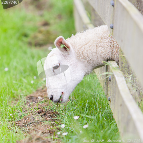 Image of Sheep eating