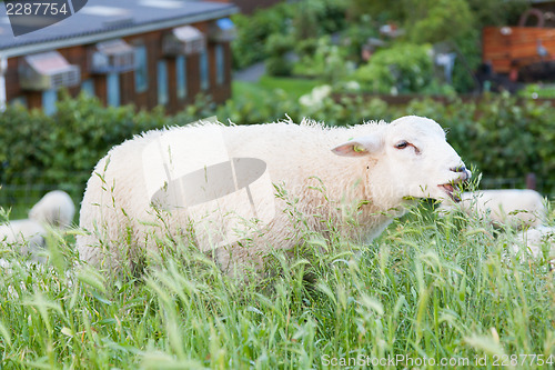 Image of Sheep eating from the long grass