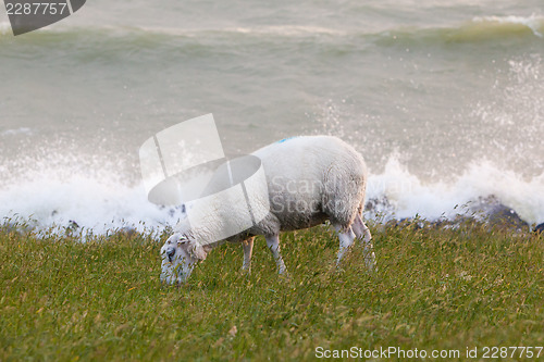 Image of Sheep eating grass on a dike