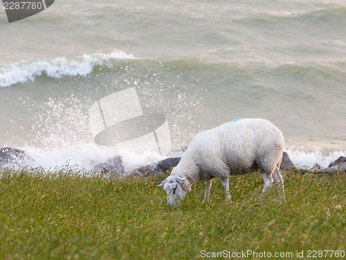 Image of Sheep eating grass on a dike