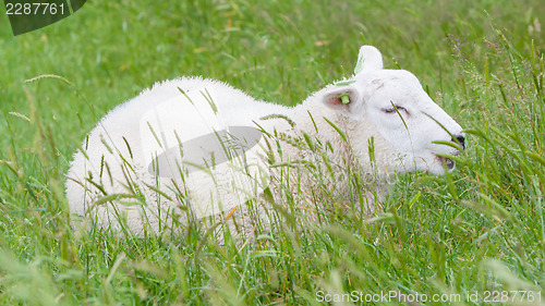 Image of Sheep resting in the green grass