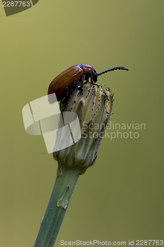 Image of anatis coleoptera on a flower 