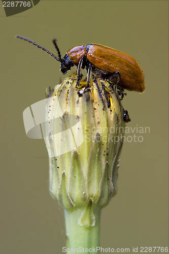 Image of the side of  wild red  coccinellidae  cercopidae