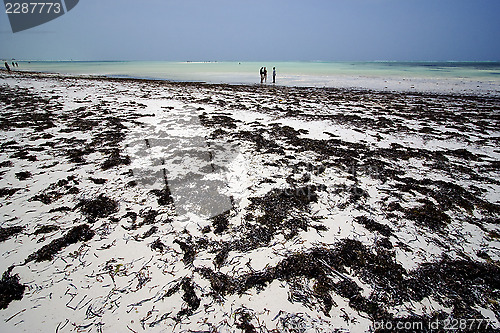 Image of people beach  sea 