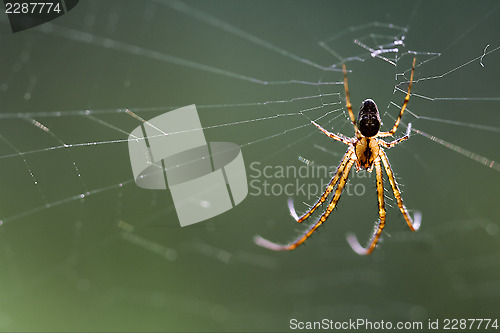 Image of web pisauridae pisaura 