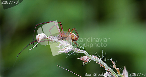 Image of flower web pisauridae pisaura  