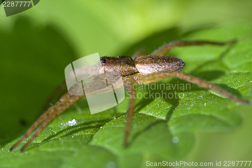 Image of  heteropods sicariidae loxosceles